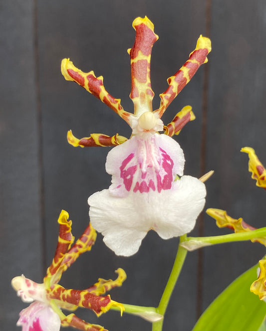 Odcdm. Wild Willie 'Bingo'