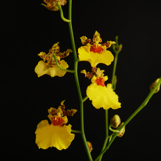 Oncidium Gower Ramsey
