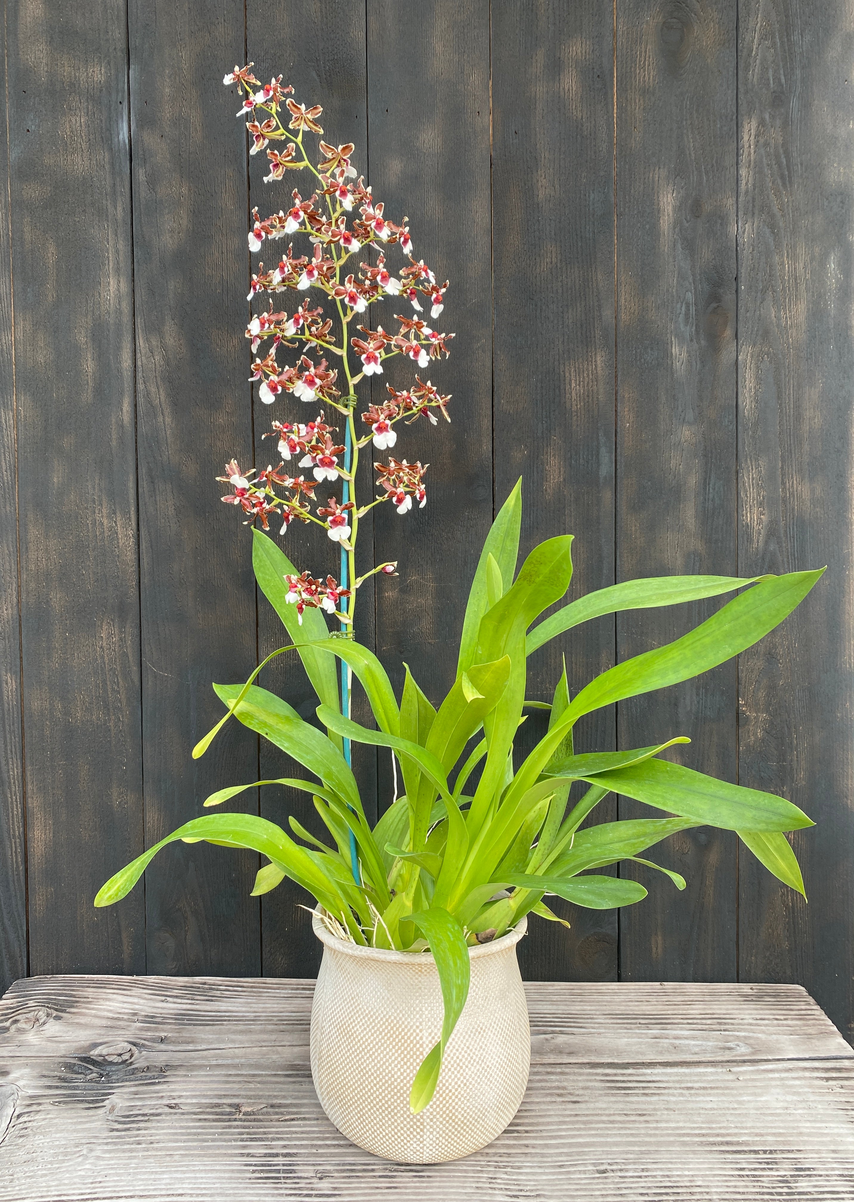 Oncidium (Onc.) Pacific Pagan 'Kilauea' – Kalapana Orchid Farm