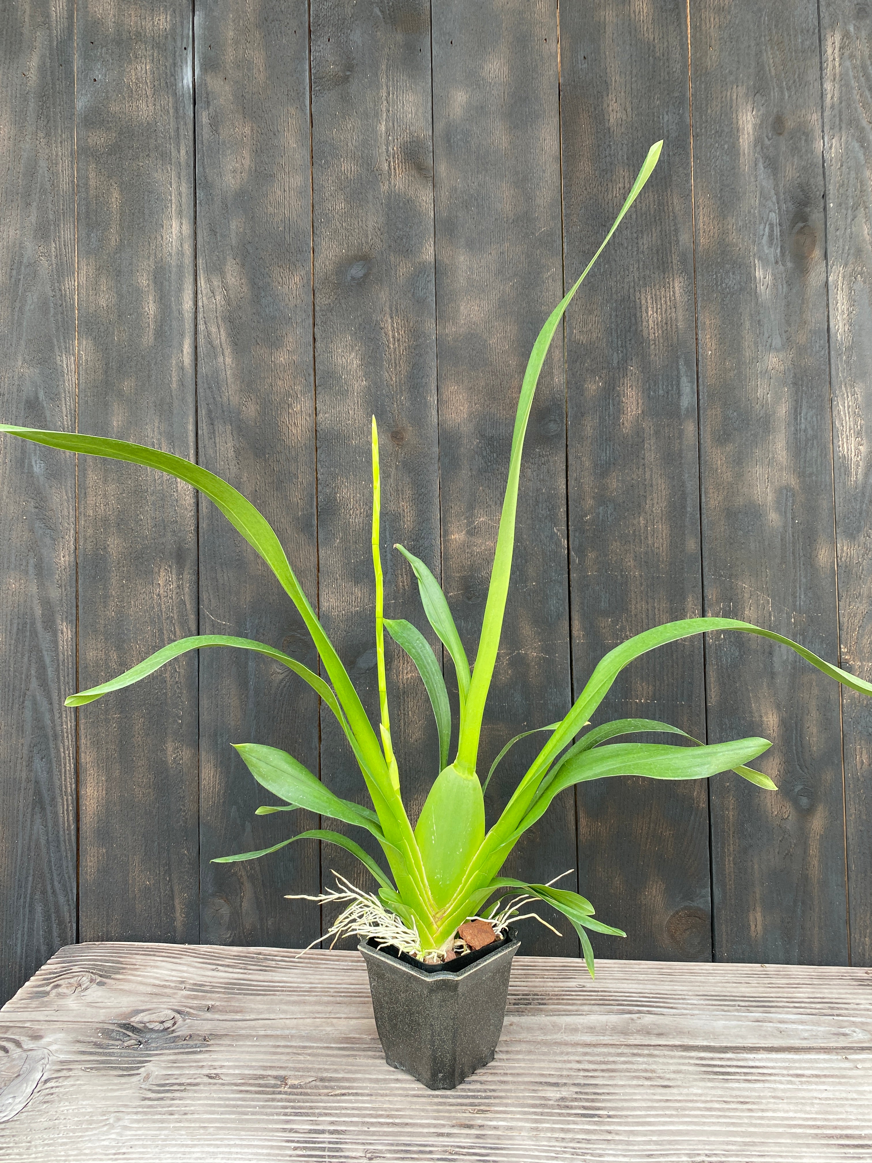 Oncidium (Onc.) Pacific Pagan 'Kilauea' – Kalapana Orchid Farm