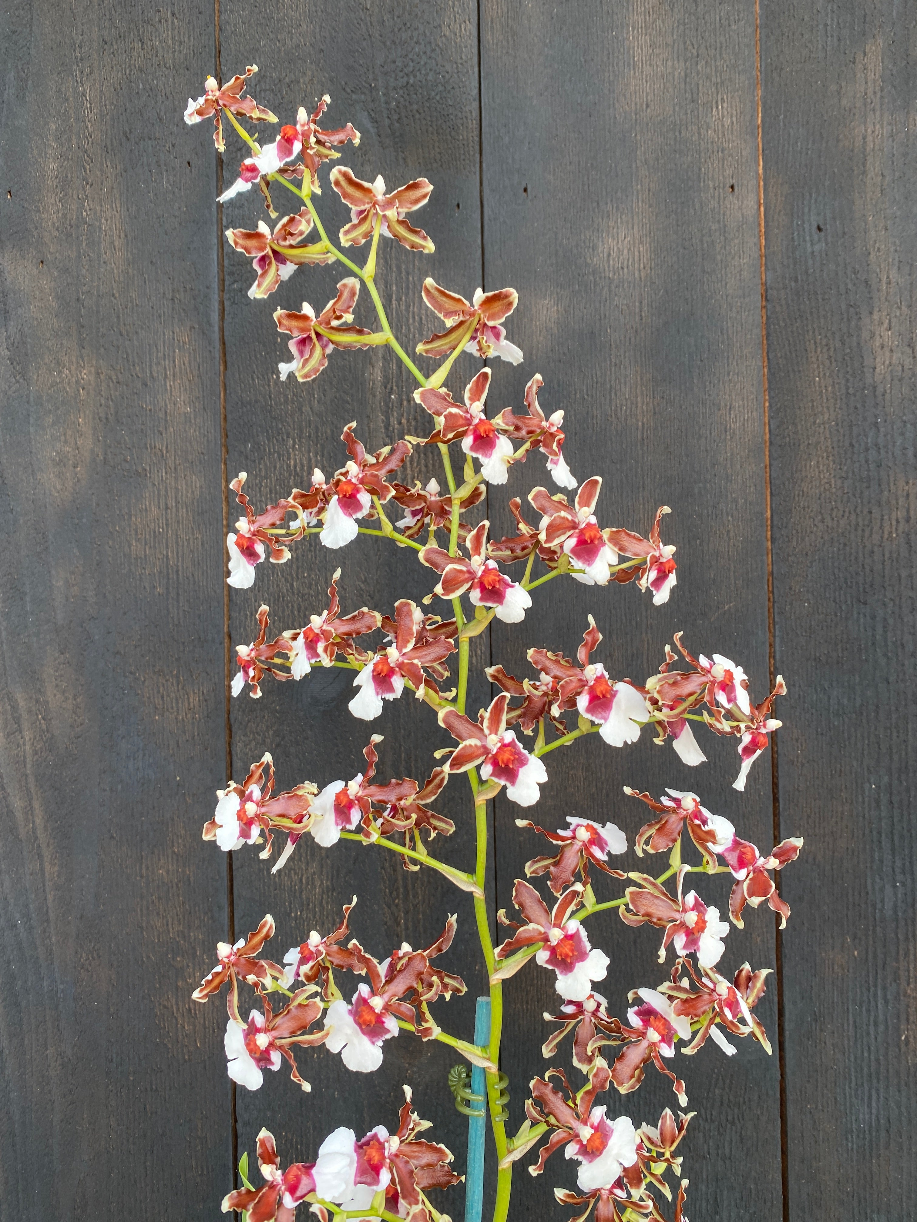 Oncidium (Onc.) Pacific Pagan 'Kilauea' – Kalapana Orchid Farm