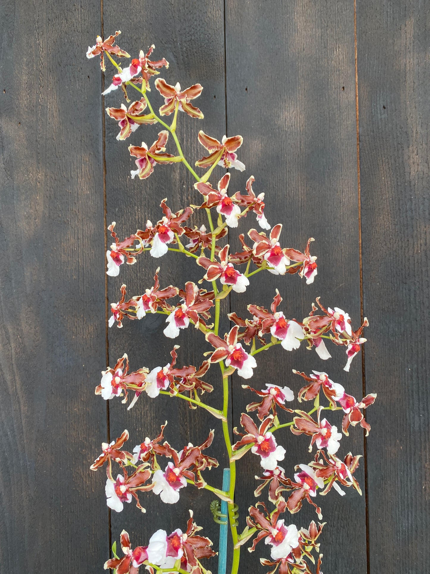 Oncidium (Onc.) Pacific Pagan 'Kilauea'