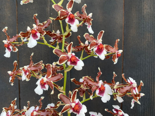 Oncidium (Onc.) Pacific Pagan 'Kilauea'