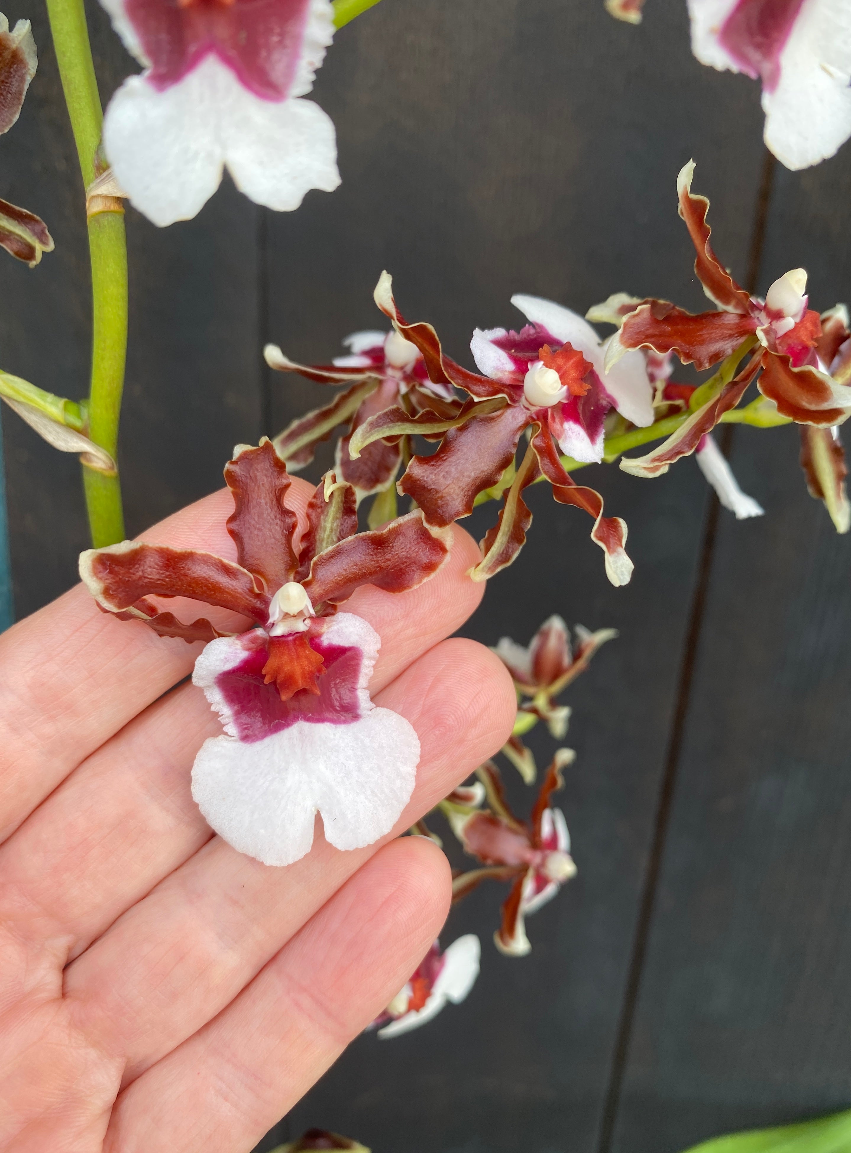 Oncidium (Onc.) Pacific Pagan 'Kilauea' – Kalapana Orchid Farm
