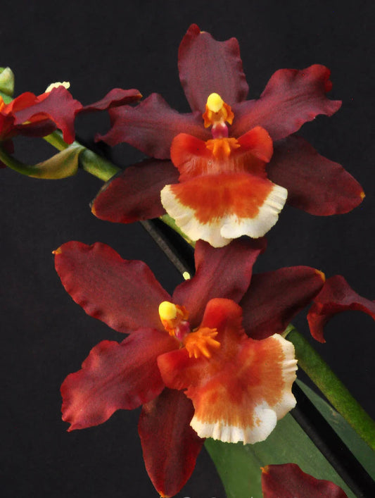 Ons. Hilo Firecracker 'Sangria'