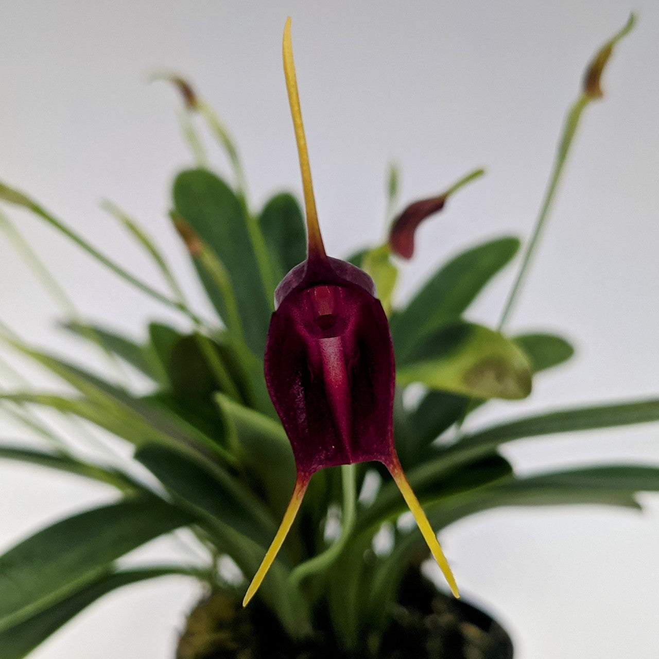 Masd. Othello (Masd. infracta x Masd. collina) in 5" Eco Pot