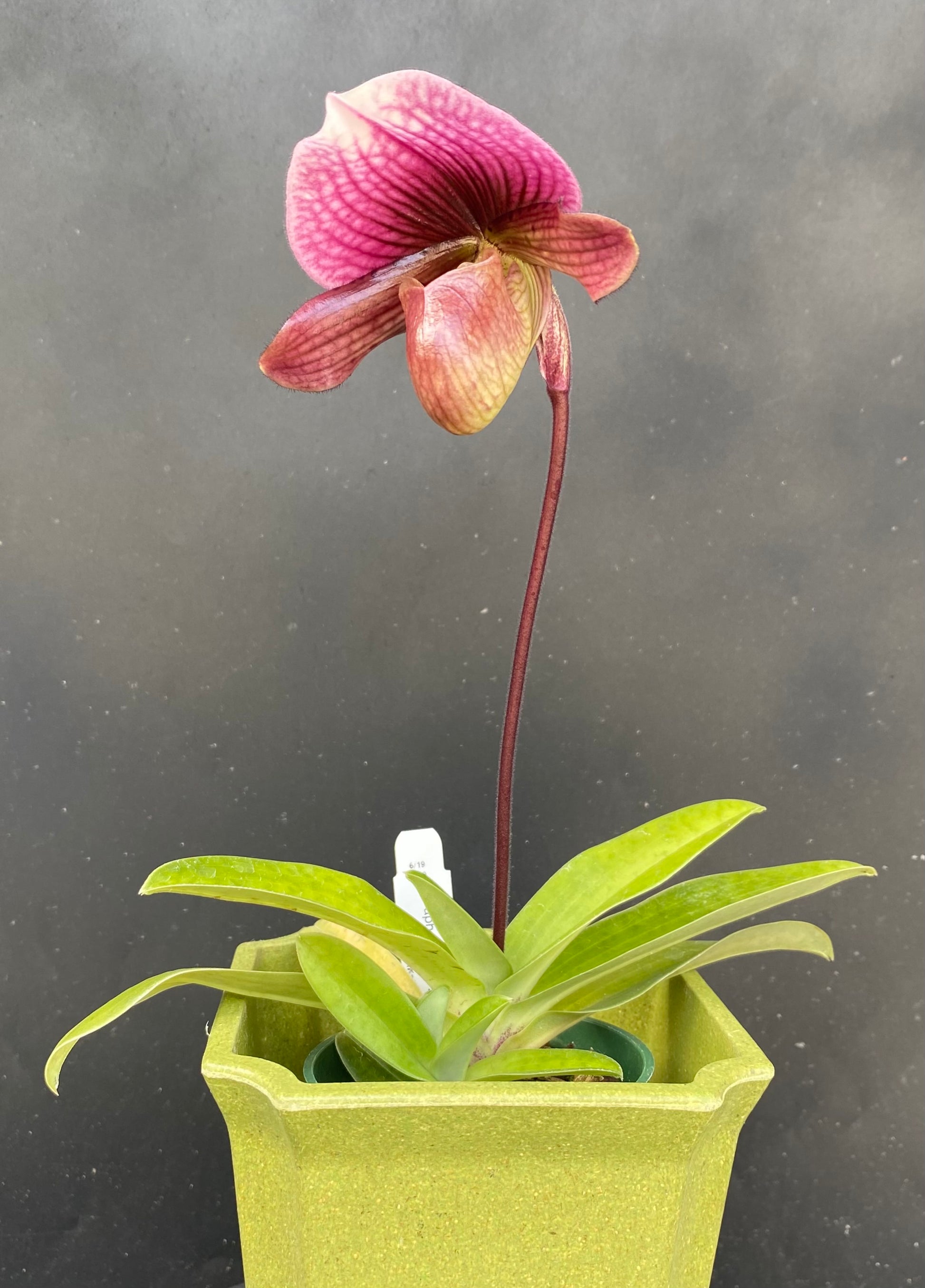 slipper orchid potting mix Paph. Maudiae Hybrids