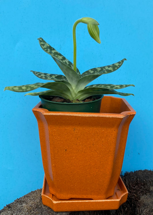 Paph. Maudiae Hybrids with Ecopot