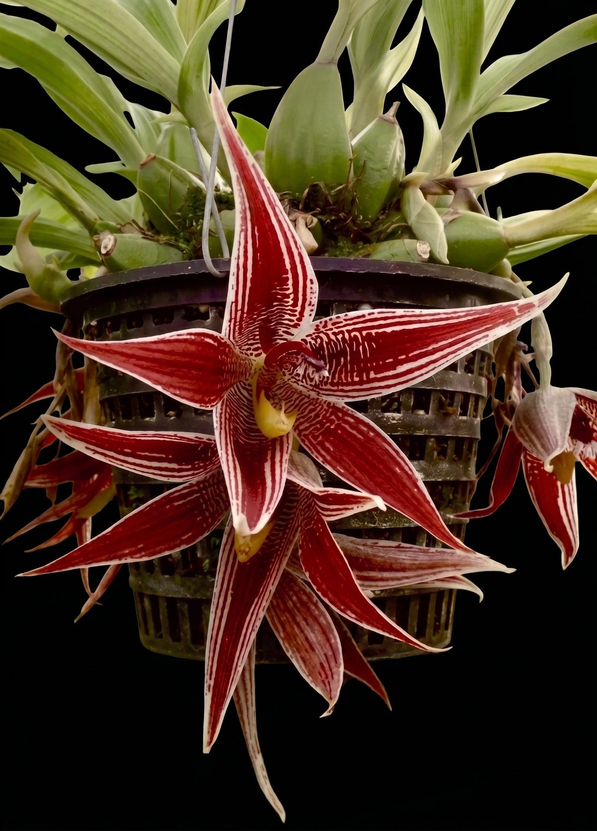 Paphinia majestic x Pna neudecheri