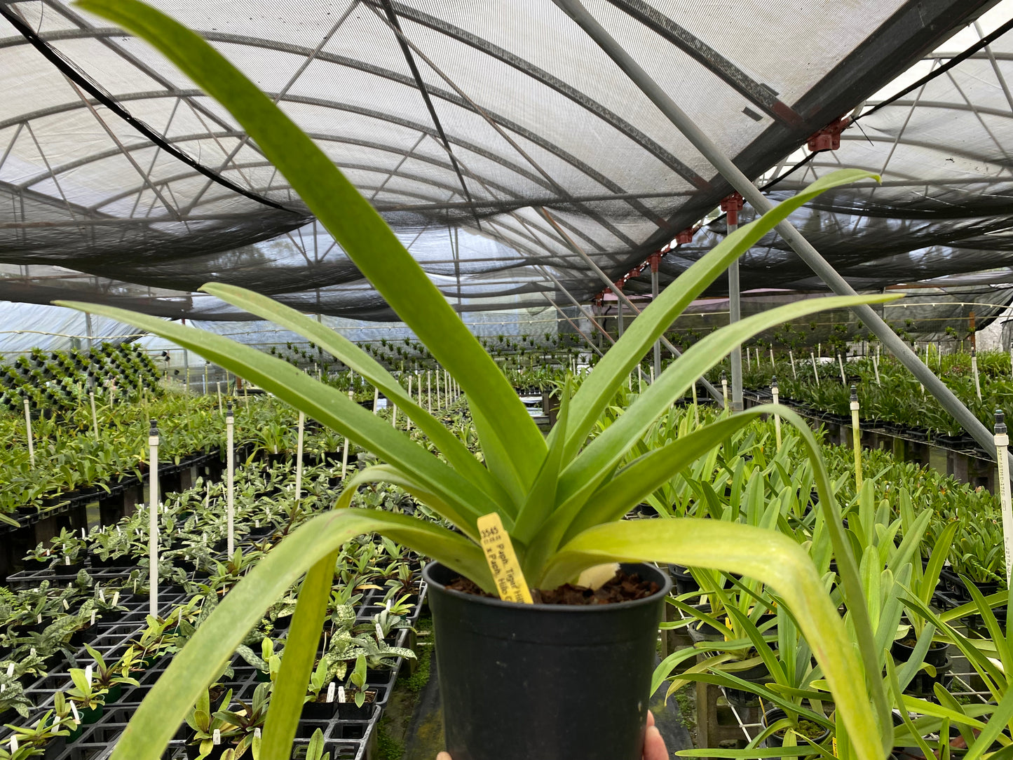 Paph. Tiger Hill 'Jungle Fever' x Pahp. Hilo Girl 'Cute'