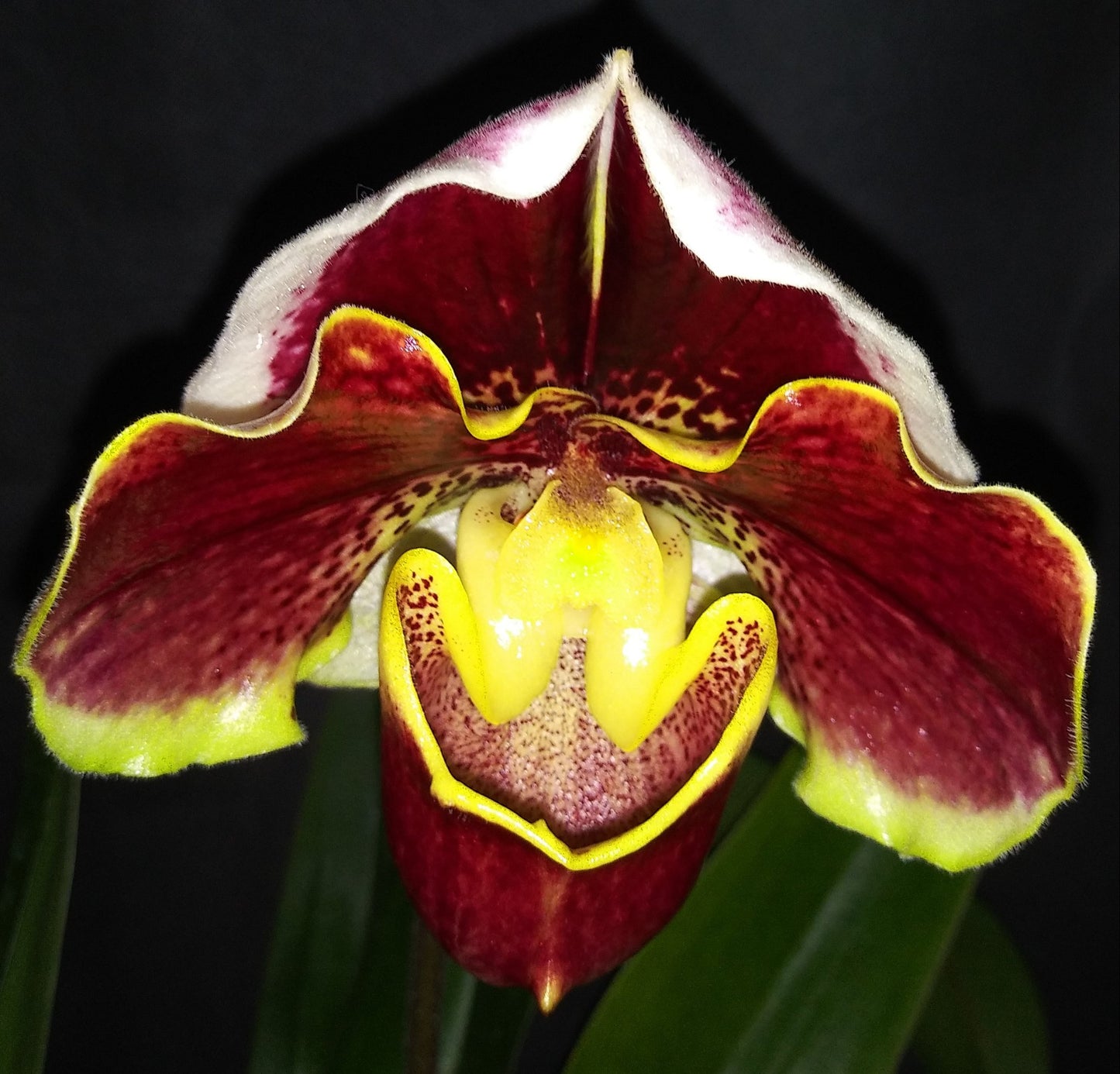 Paph. Tiger Hill 'Jungle Fever' x Pahp. Hilo Girl 'Cute'