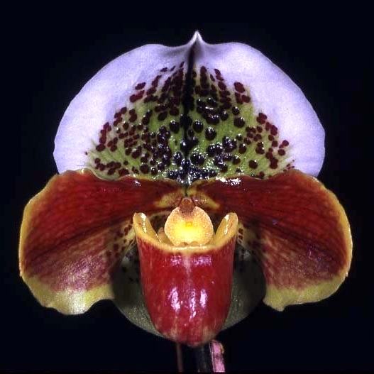 Complex Paphiopedilum (burgundy type) – Kalapana Orchid Farm