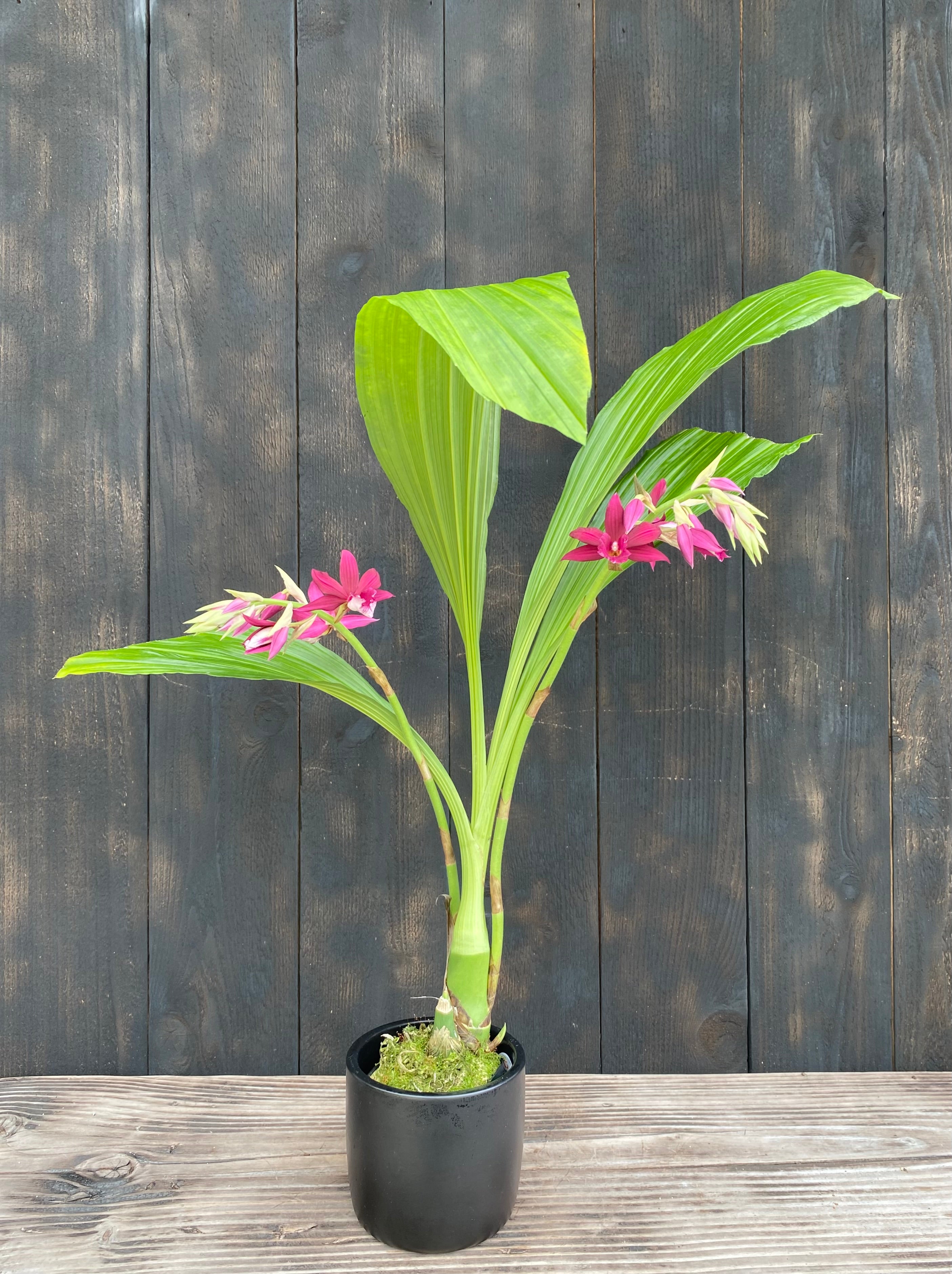 Phaiocalanthe Kryptonite 'Parkside' AM/AOS – Kalapana Orchid Farm