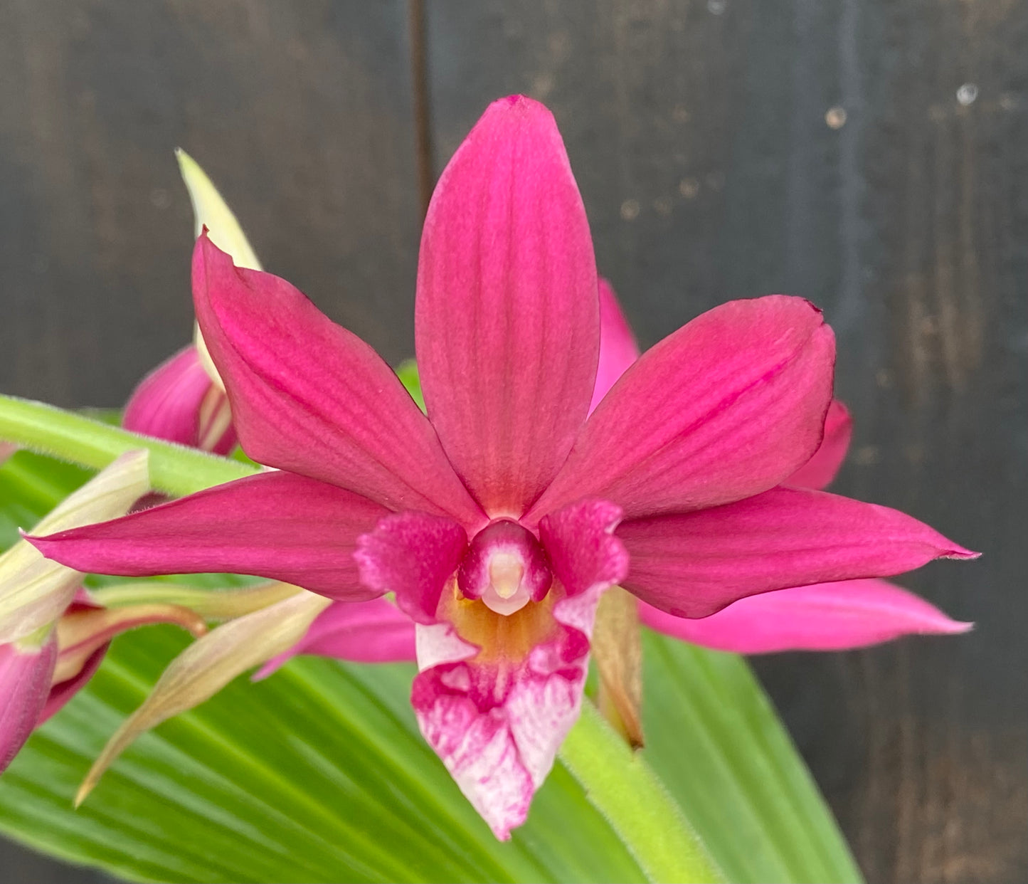 Phaiocalanthe Kryptonite 'Parkside' AM/AOS