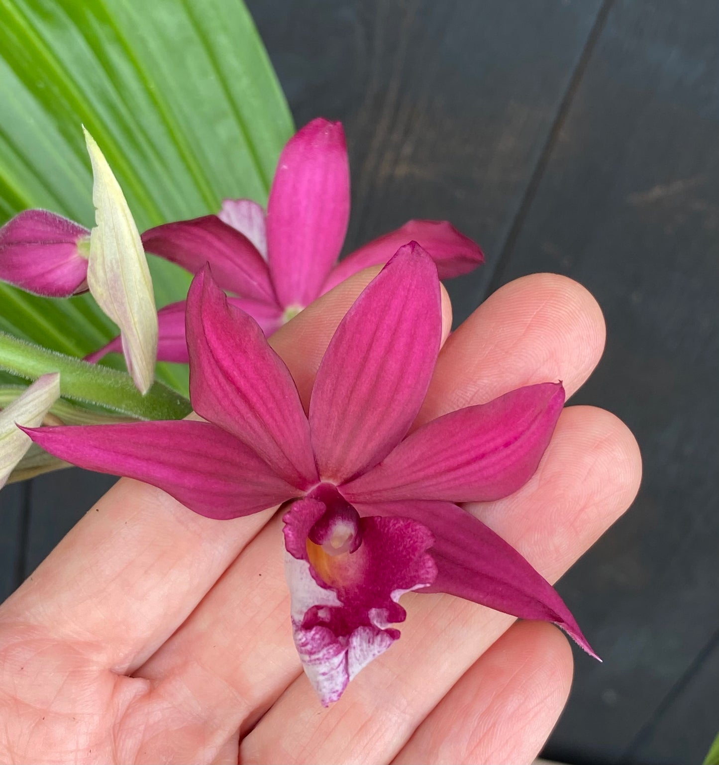 Phaiocalanthe Kryptonite 'Parkside' AM/AOS