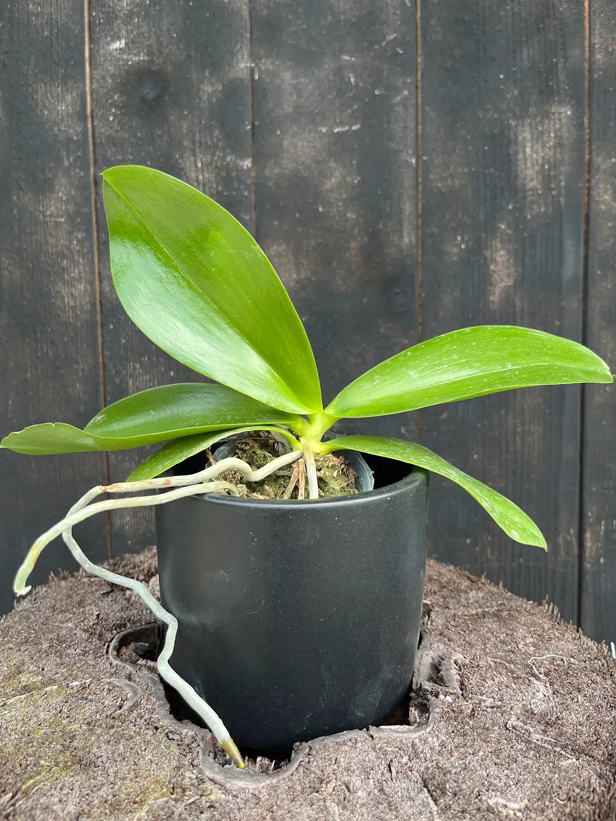 Phal. amboinensis-Nicole AMAOS -Blooming size