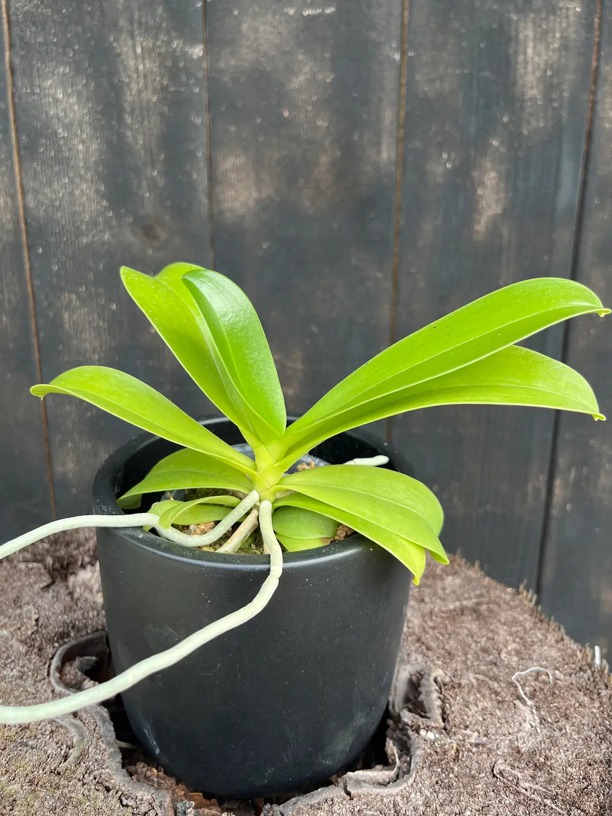 Phal. cornu-cervi 'Red' Blooming size
