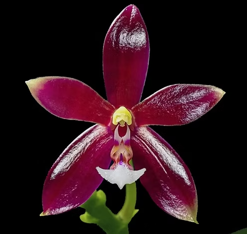 Phal. cornu-cervi 'Red' Blooming size