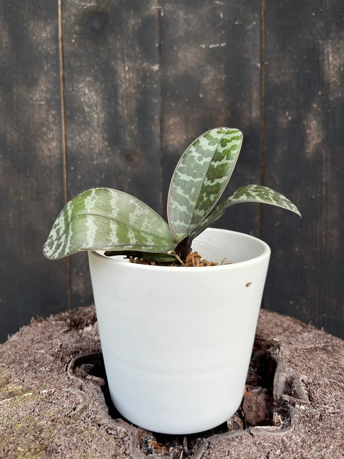 Phal. schilleriana -Blooming size