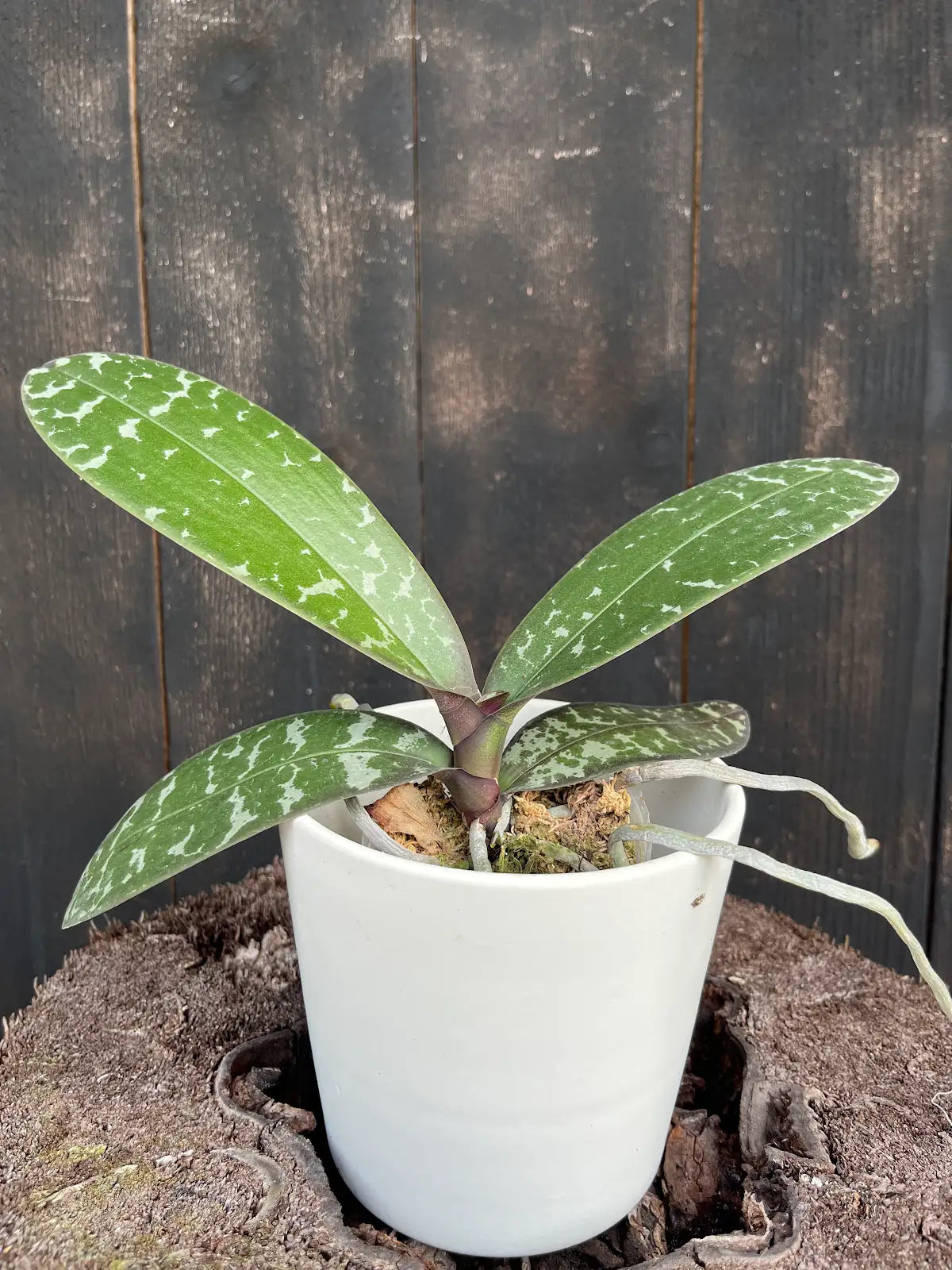 Phal. stuartiana tipo -Blooming size