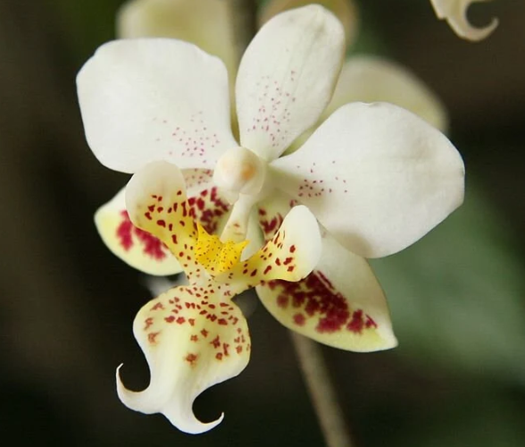 Phal. stuartiana tipo -Blooming size