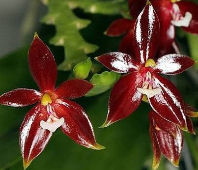 Phal. cornu-cervi v. vini 'Wan-Kou' in spike
