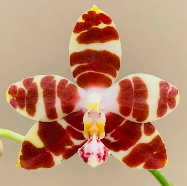 Phal. amboinensis-Nicole AMAOS -Blooming size