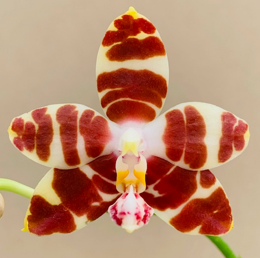 Phal. amboinensis-Nicole AMAOS -Blooming size