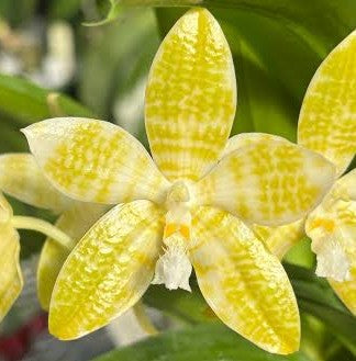 Phalaenopsis hieroglyphica f. flava in spike