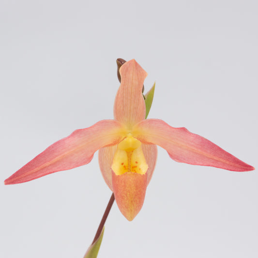 Salmon or peach pink and yellow Phragmipedium flower potted orchid plant Hawaii