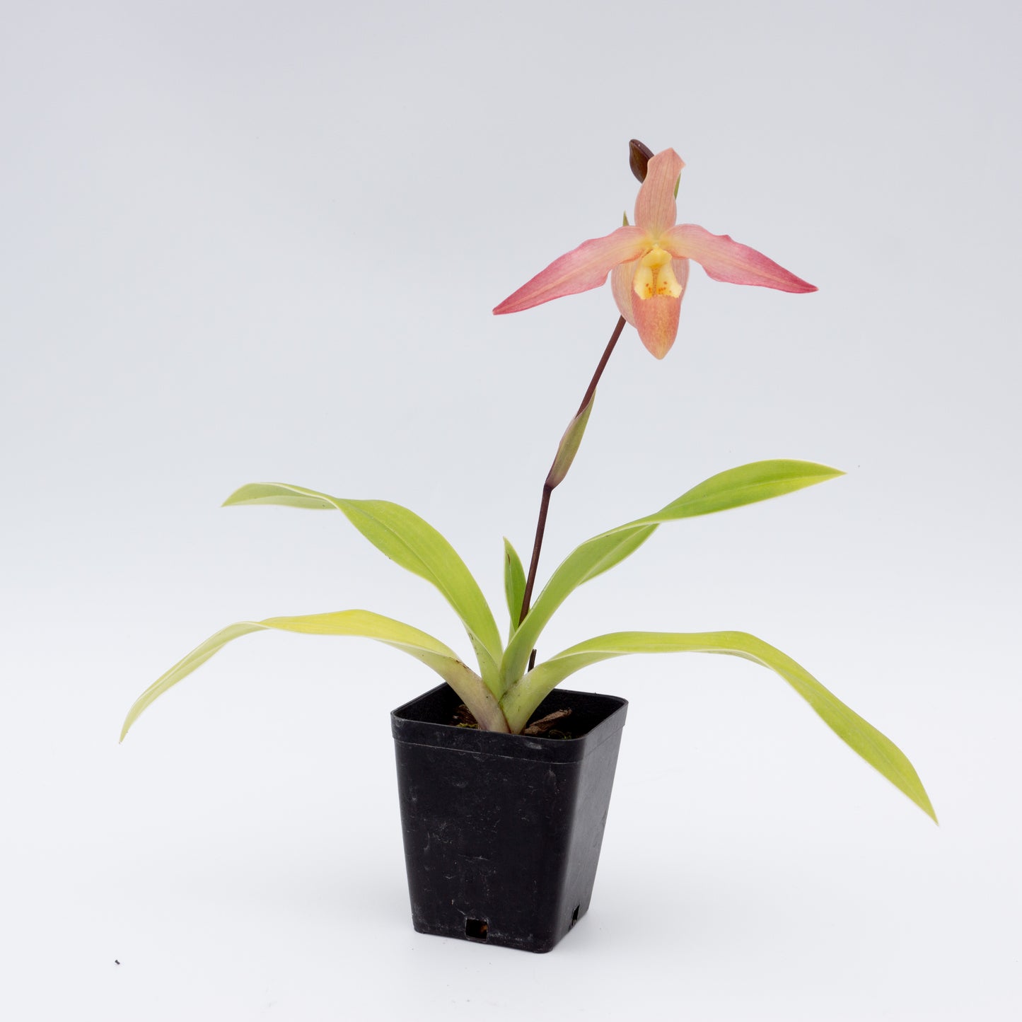 Salmon or peach pink and yellow Phragmipedium flower potted orchid plant Hawaii