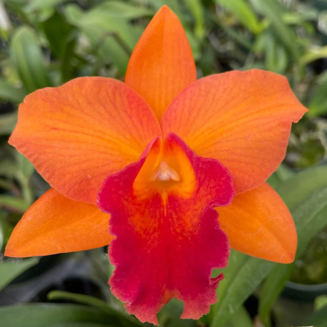 Orange and Red Cattleya flower potted orchid plant Hawaii