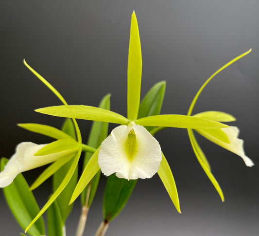 Procatavola Key Lime Stars