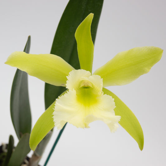 Green Cattleya flower with white lip potted orchid plant Hawaii