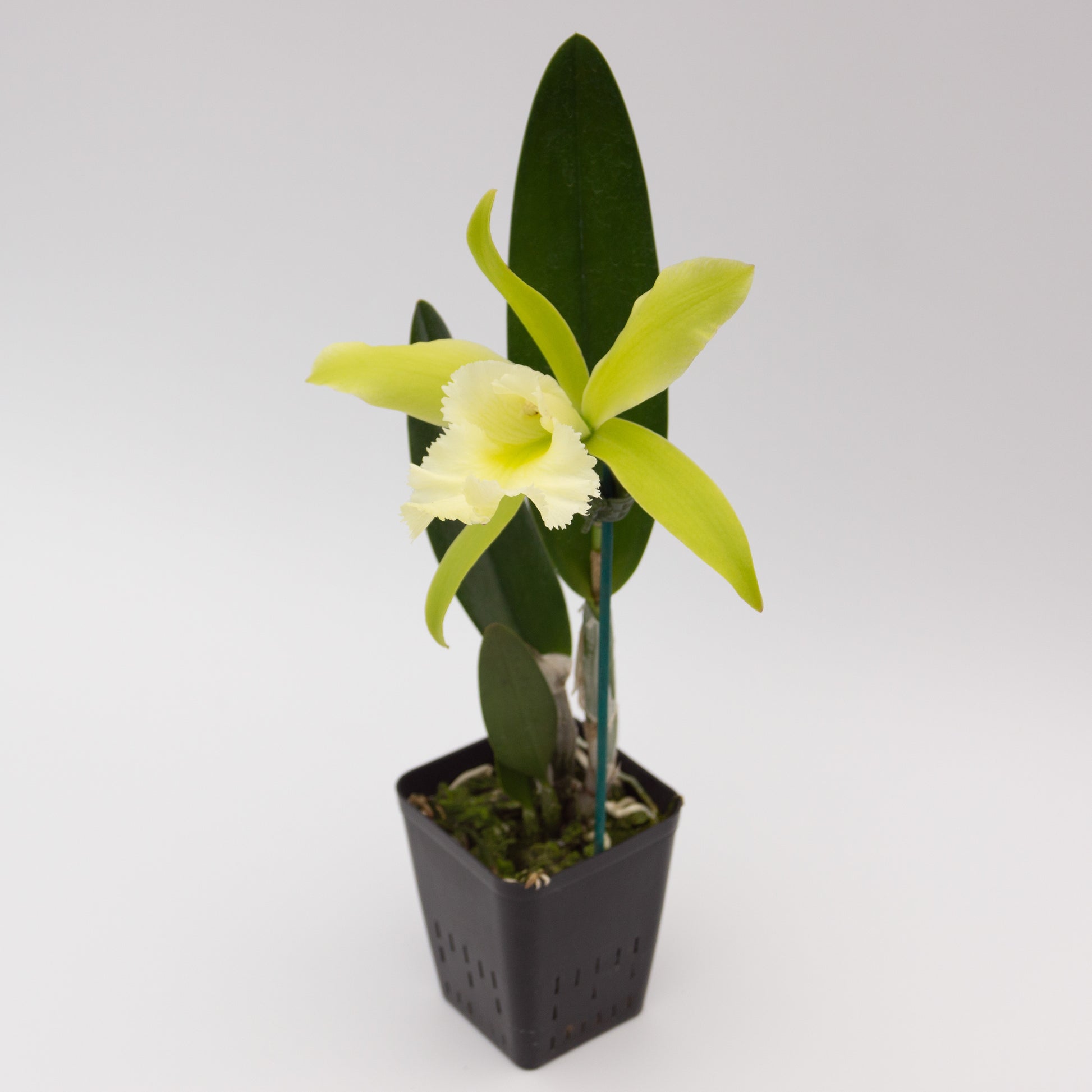 Green Cattleya flower with white lip potted orchid plant Hawaii