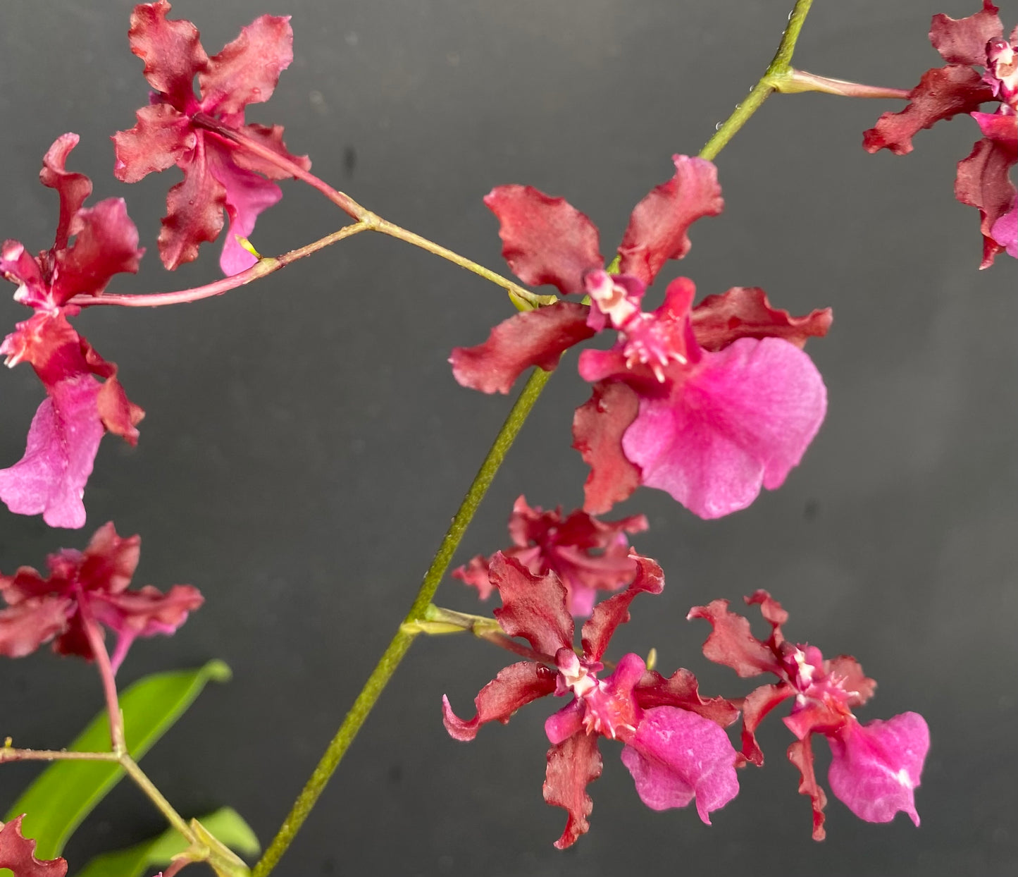 Oncidium (Onc.) Sharry Baby 'Red Fantasy'