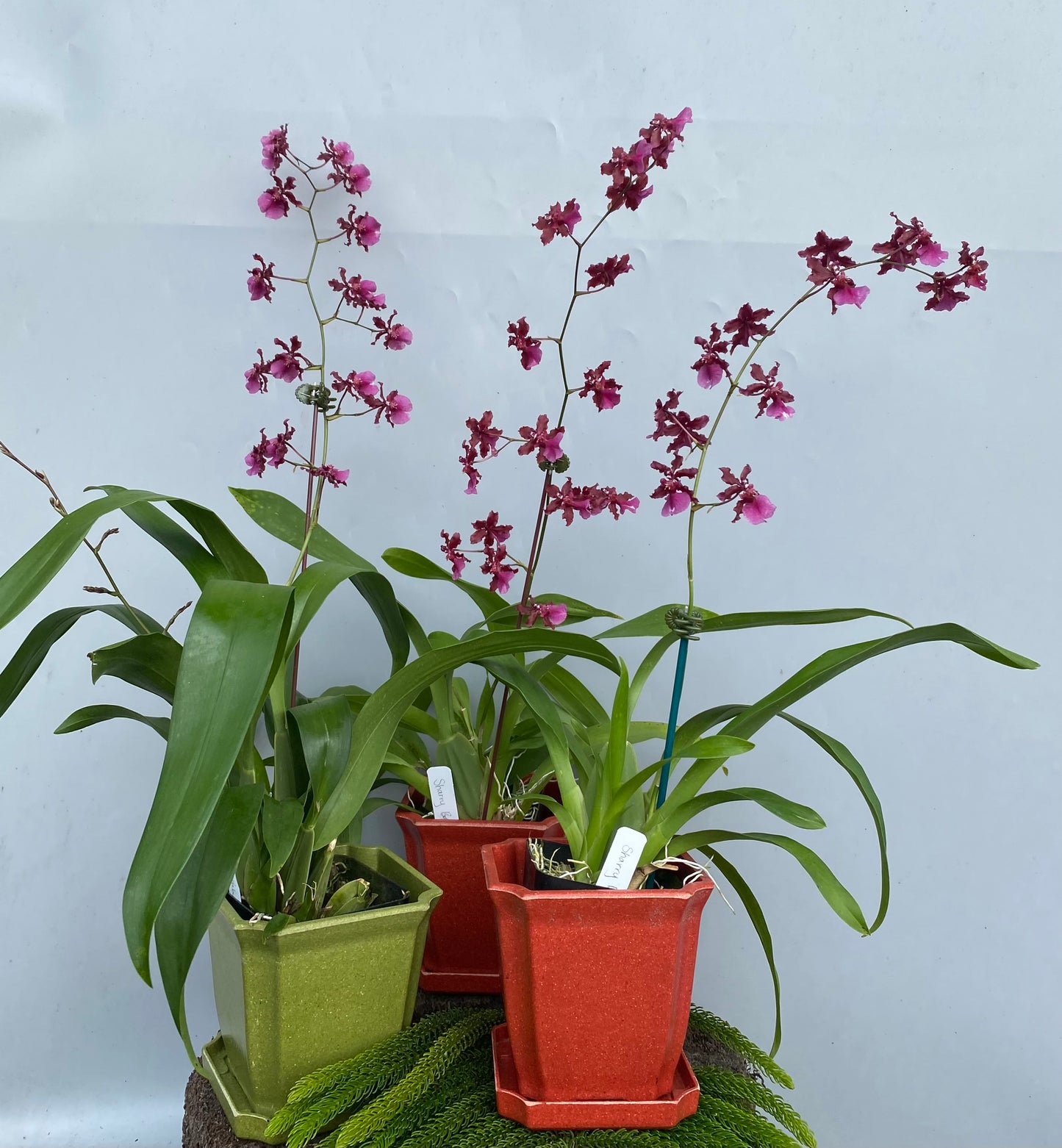 Oncidium (Onc.) Sharry Baby 'Red Fantasy'