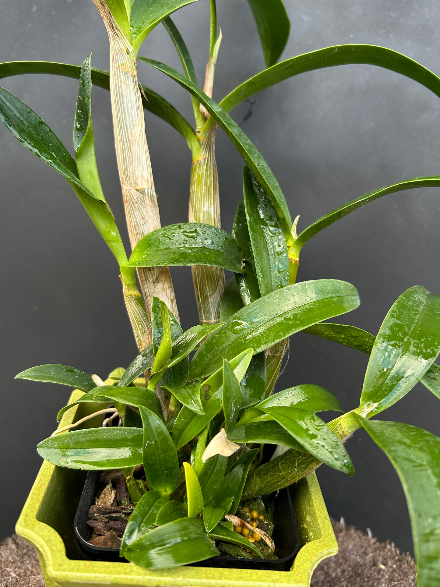 Dendrobium Regal Vista