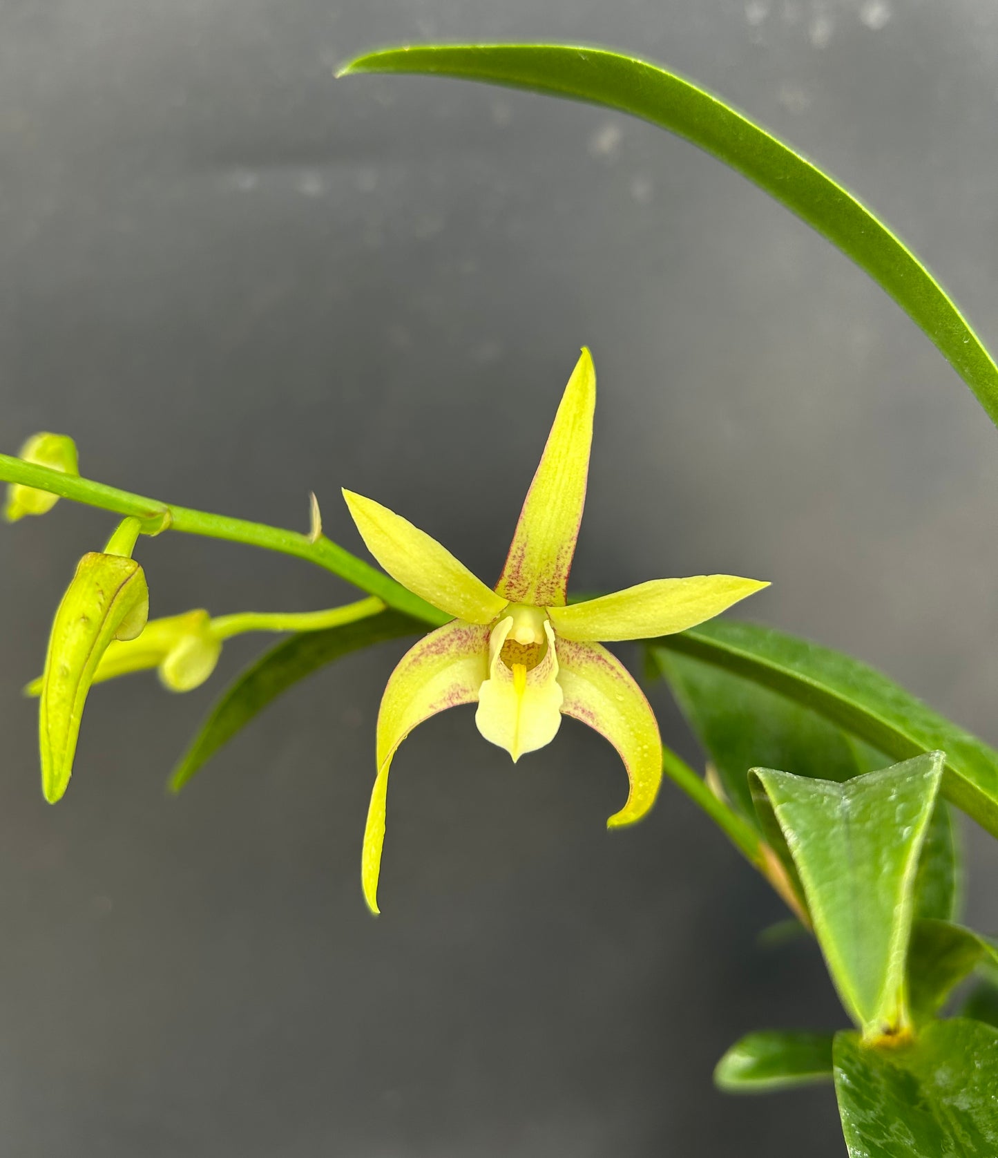 Dendrobium Regal Vista