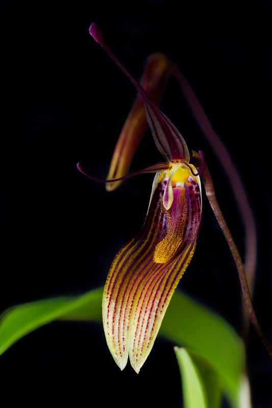 Restrepia brachypus