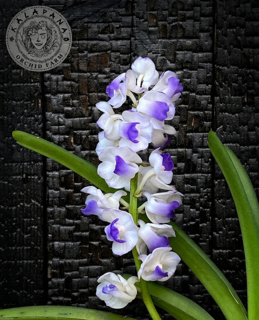 Rhy. coelestis  - Blooming Size