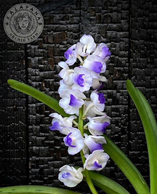 Rhy. coelestis  - Blooming Size