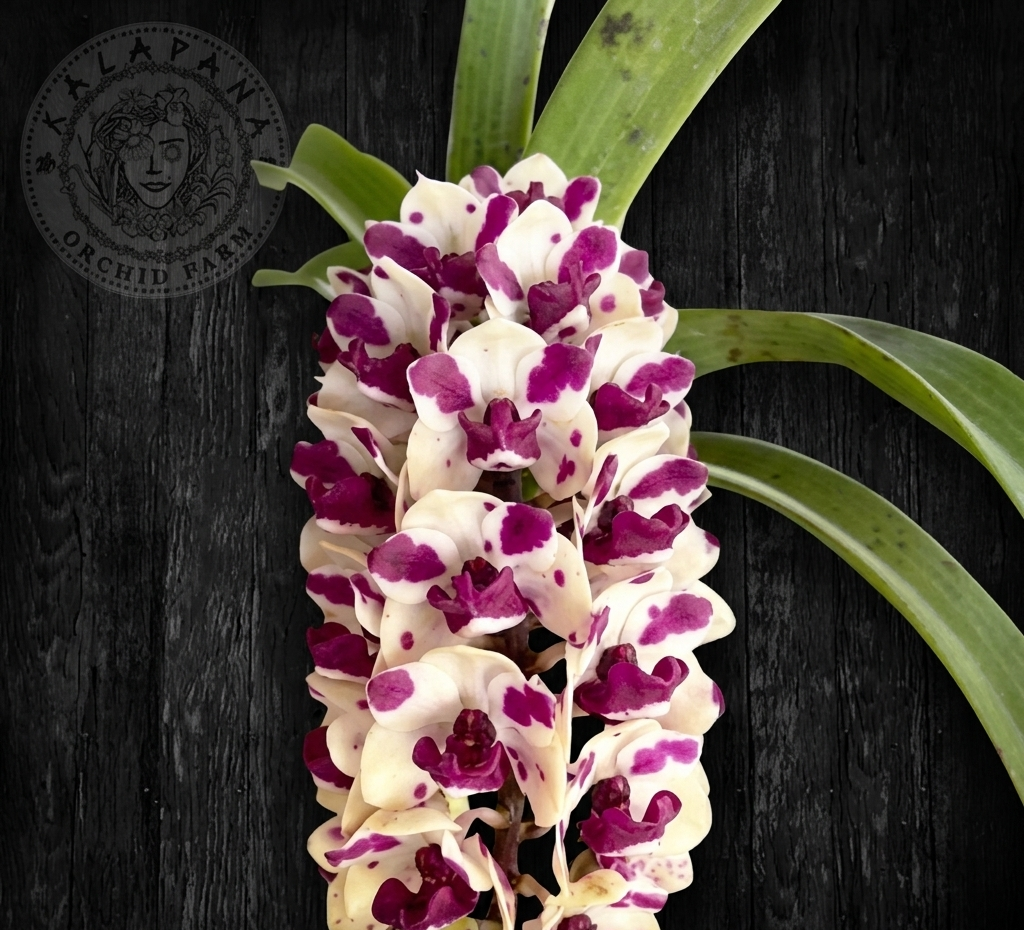 Rhy. gigantea 'Cartoon' x 'Panda' - Blooming Size