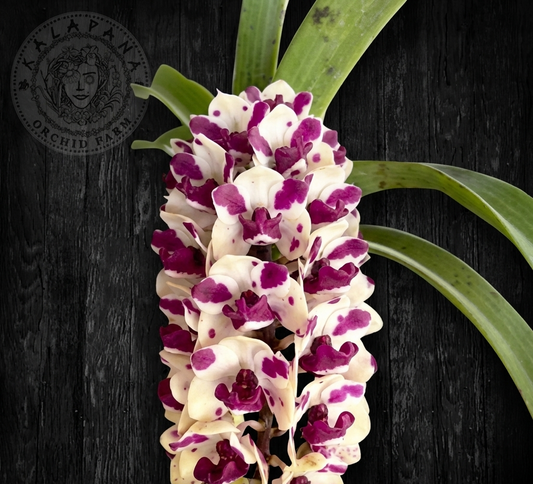 Rhy. gigantea 'Cartoon' x 'Panda' - Blooming Size