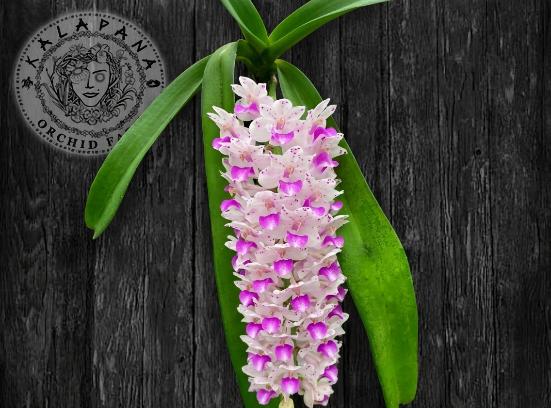 Rhy. retusa 'Pink' - Blooming Size