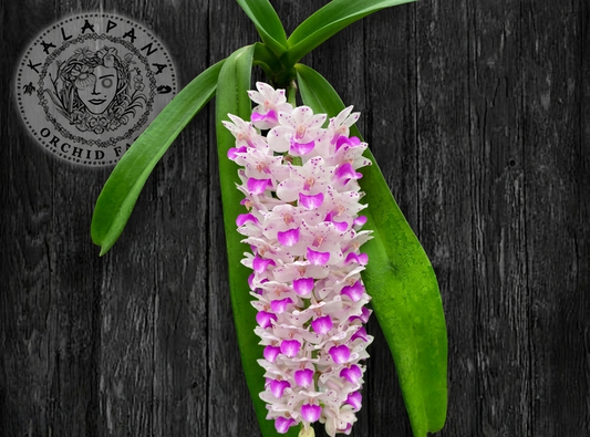 Rhy. retusa 'Pink' - Blooming Size
