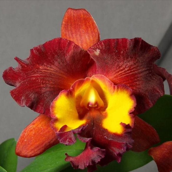 Rhyncholaeliocattleya (Rlc.) Prima Degracia