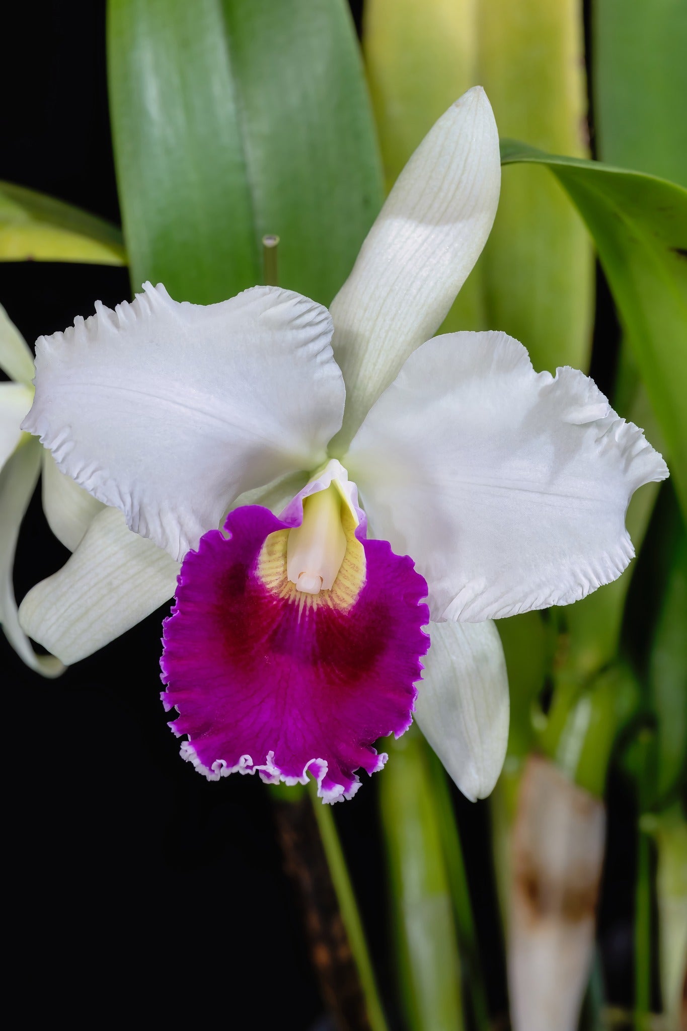 Rlc. Chian-Tzy Lass 'Hosai' – Kalapana Orchid Farm