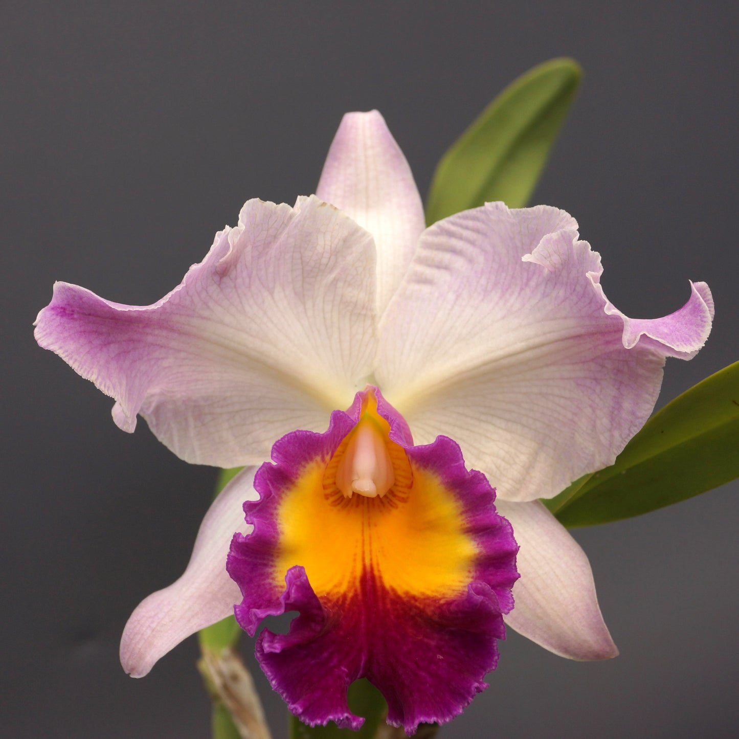 Blooming Size Cattleya Special - 2 plants