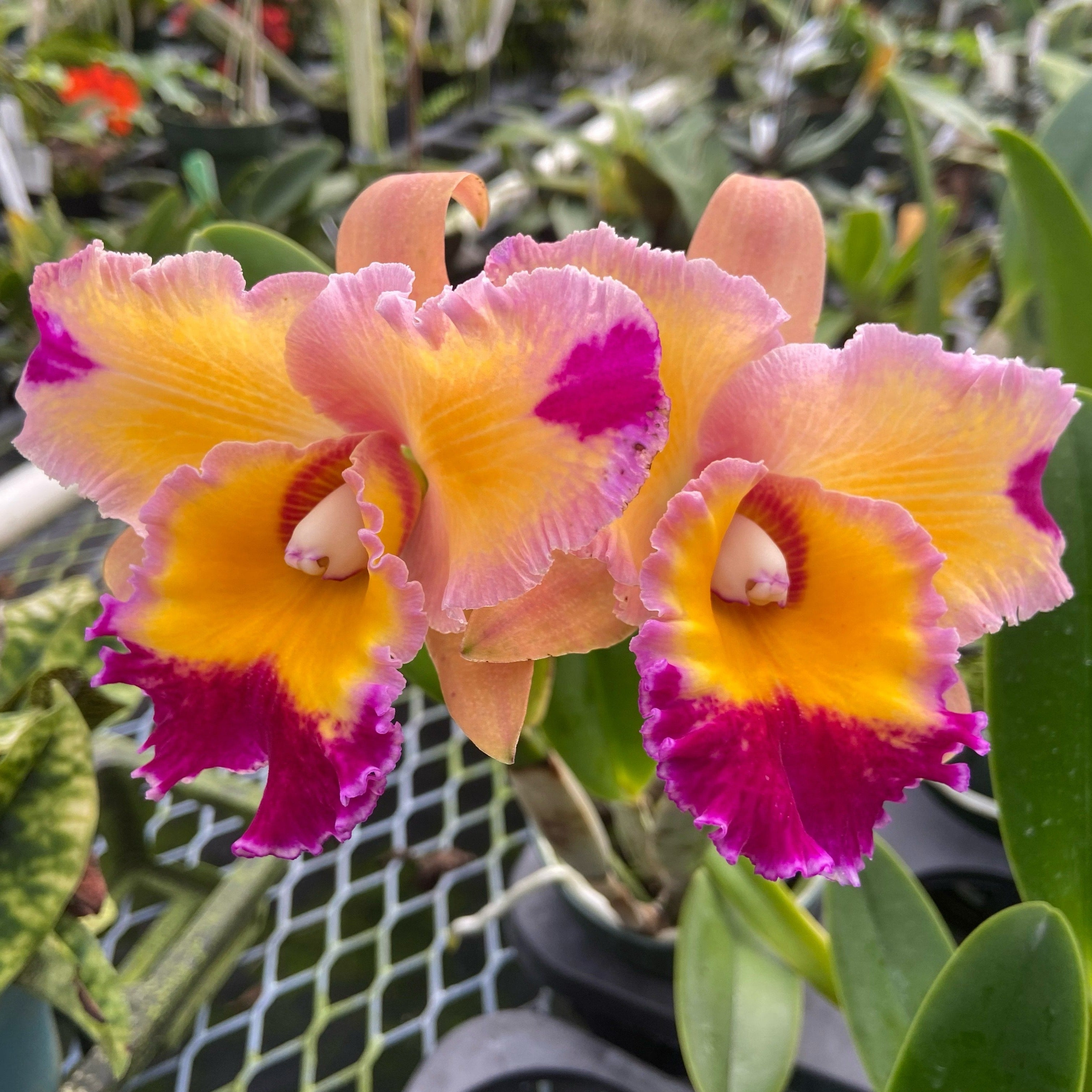 Rhyncholaeliocattleya [Rlc.] Dick Smith 'Paradise' – Kalapana
